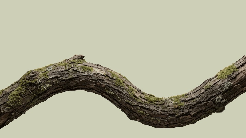 Sri Lankan leopard resting gracefully on mossy branch starting frame